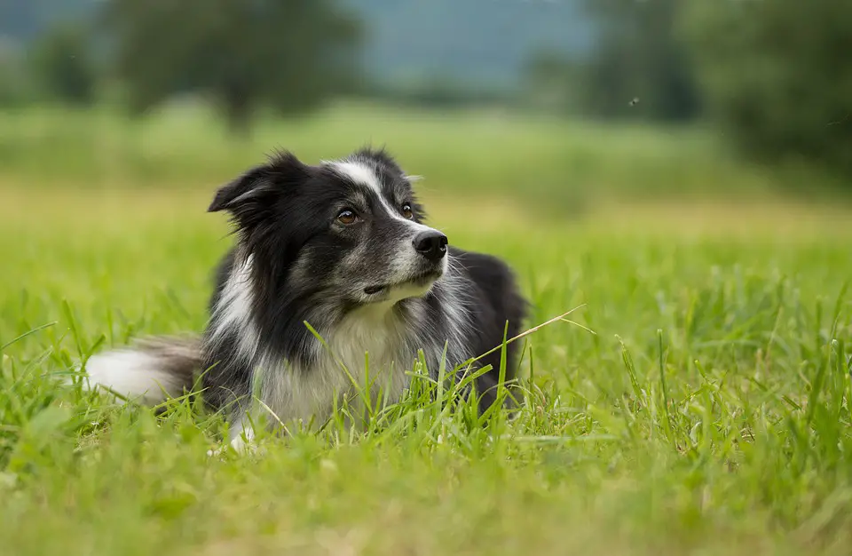 Border Collie Crate Training