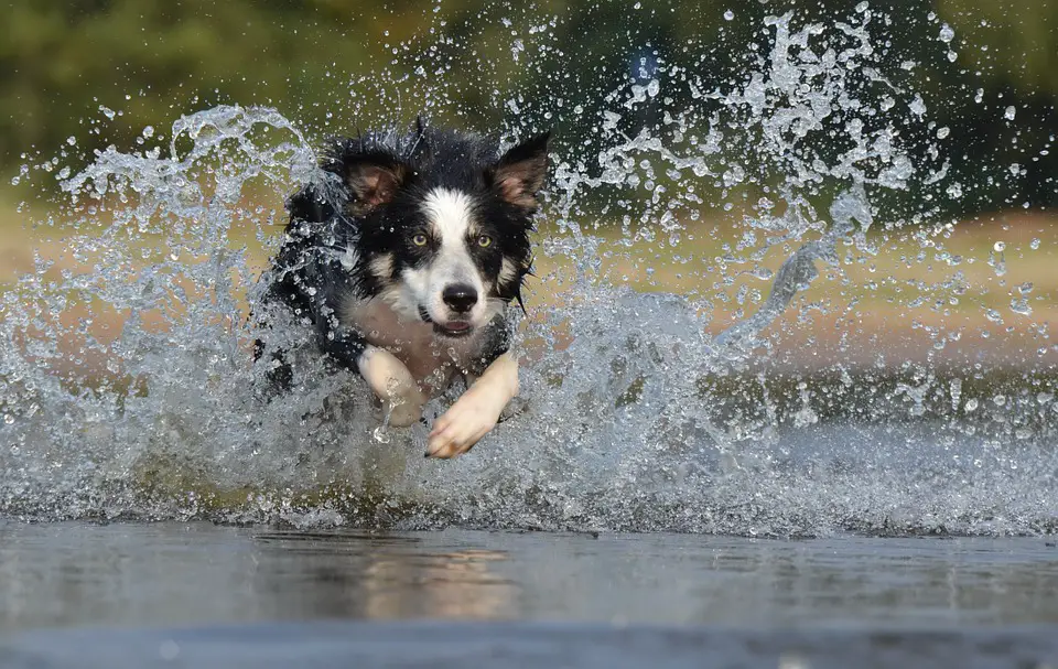 Border collie crate clearance training