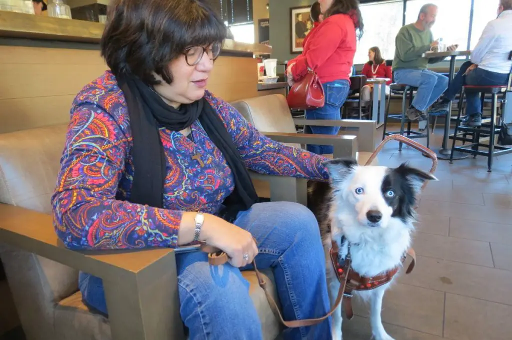 Border Collies As Service Dogs Are They A Good Choice