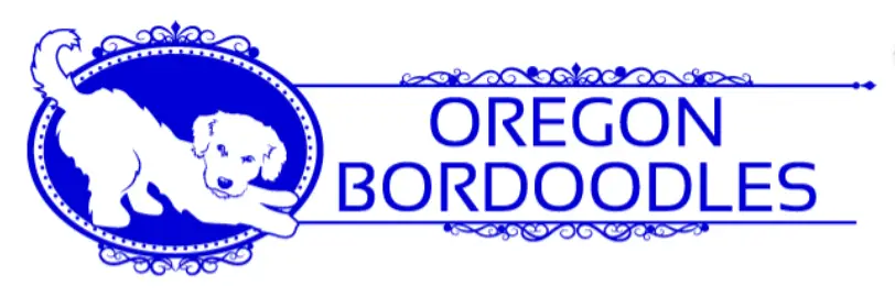 border collies for sale in Oregon