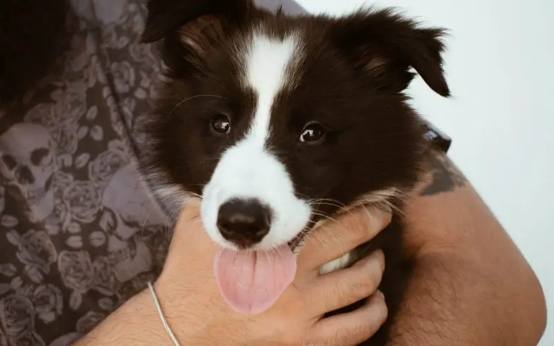 border collies for sale in Oregon