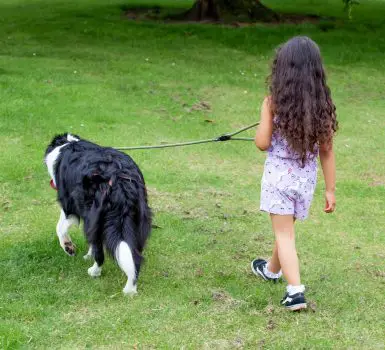 are border collies good with kids
