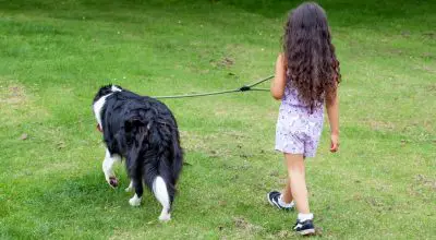 are border collies good with kids