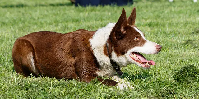 tricks to teach a border collie