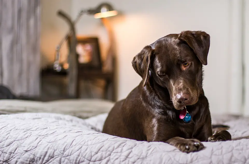 Best Dog Bed for Dogs That Chew