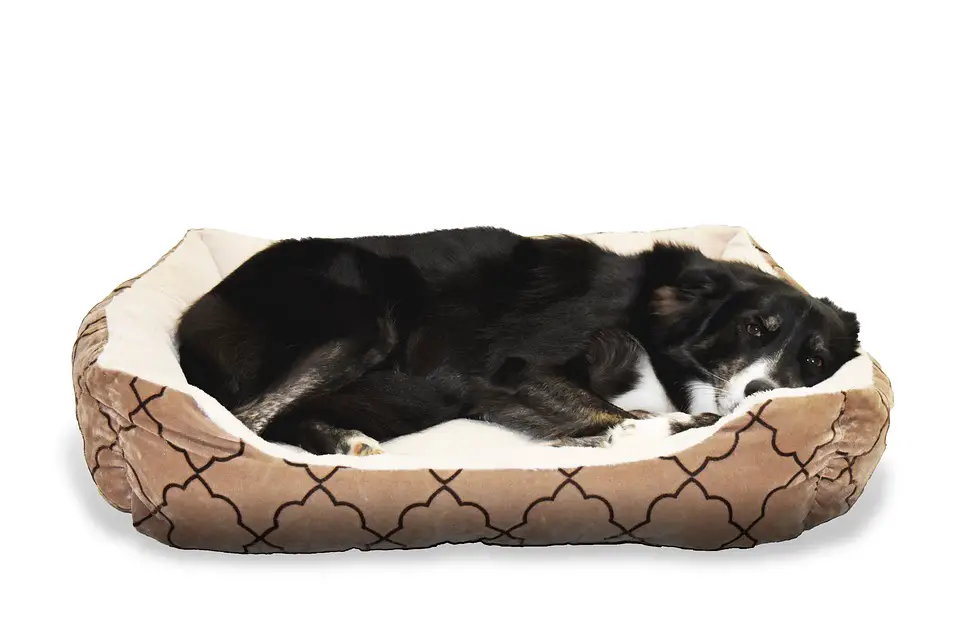 Best Dog Bed for Dogs That Chew