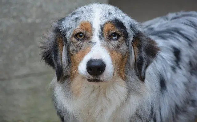 do border collies get along with other dogs