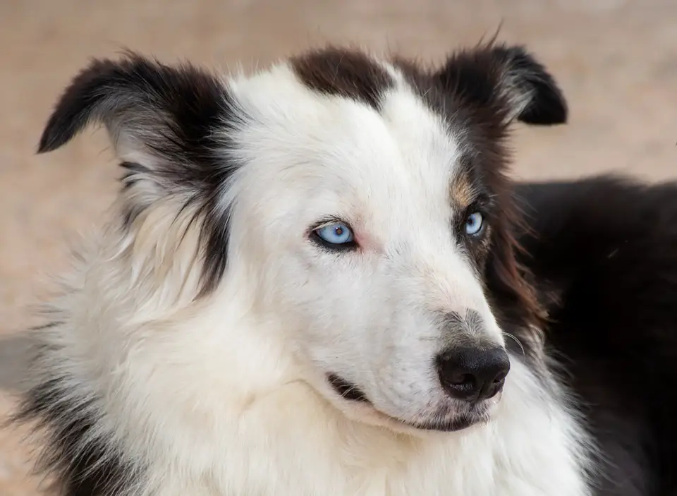 Border Collie Crate Training A Surefire Guide BorderCollieTalk