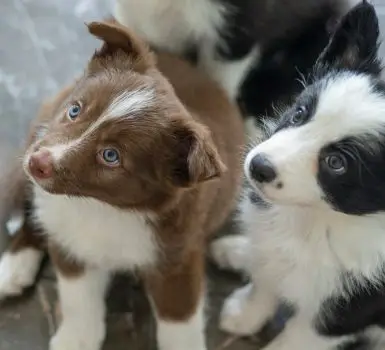 do border collies get along with other dogs