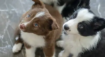 do border collies get along with other dogs