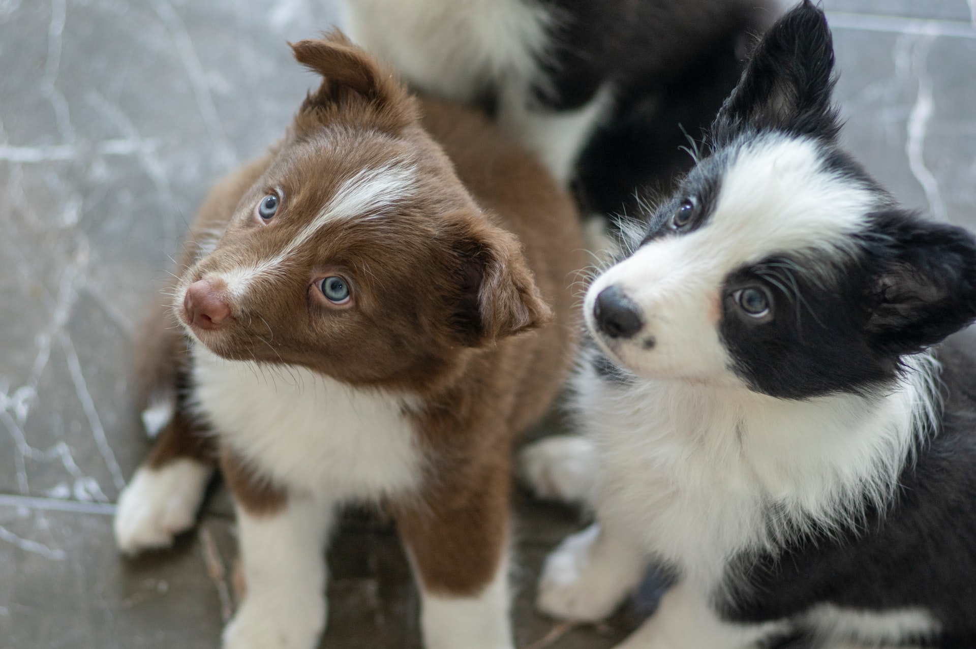 Do Border Collies Get Along With Other Dogs? Here’s the Truth!