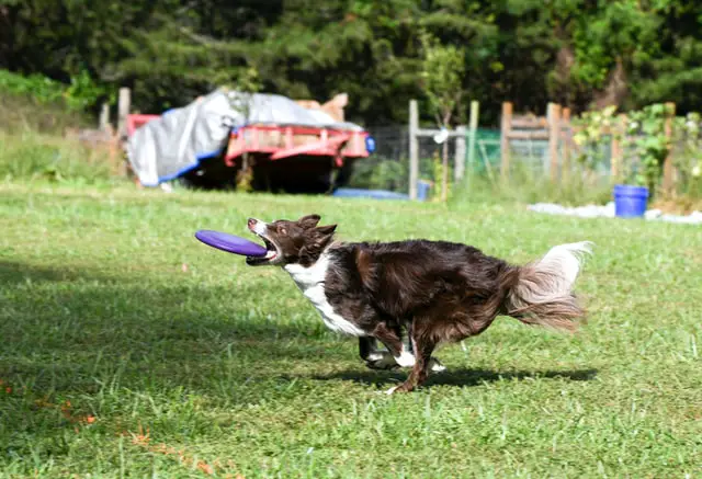 how to take care a border collie