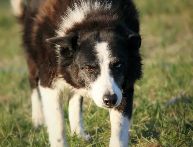 life expectancy of a border collie