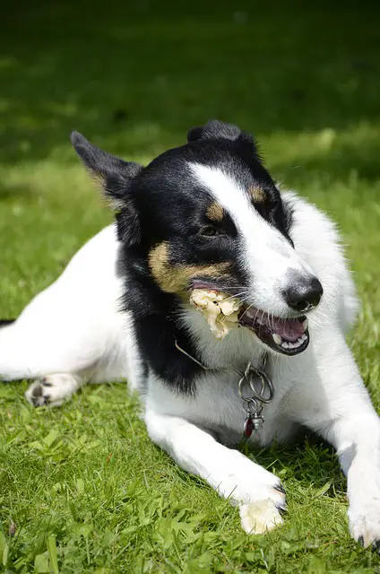 how to take care a border collie