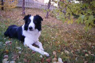 are border collies good with kids