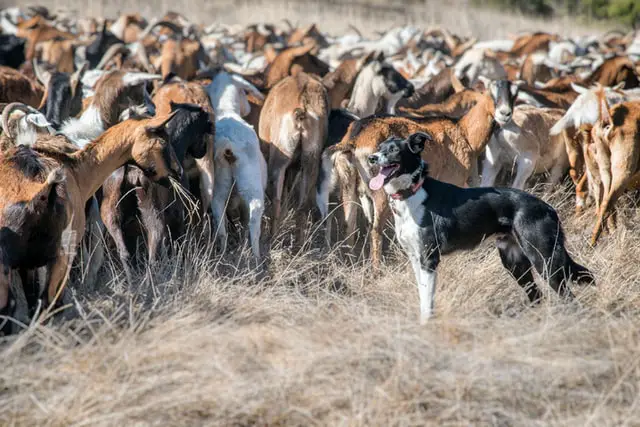 life expectancy of a Border collie