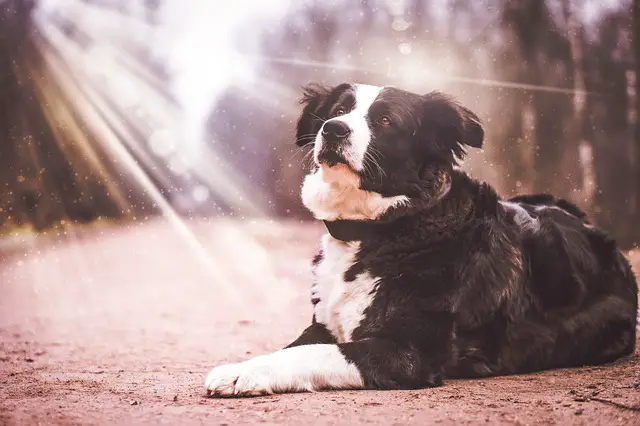 different types of border collie