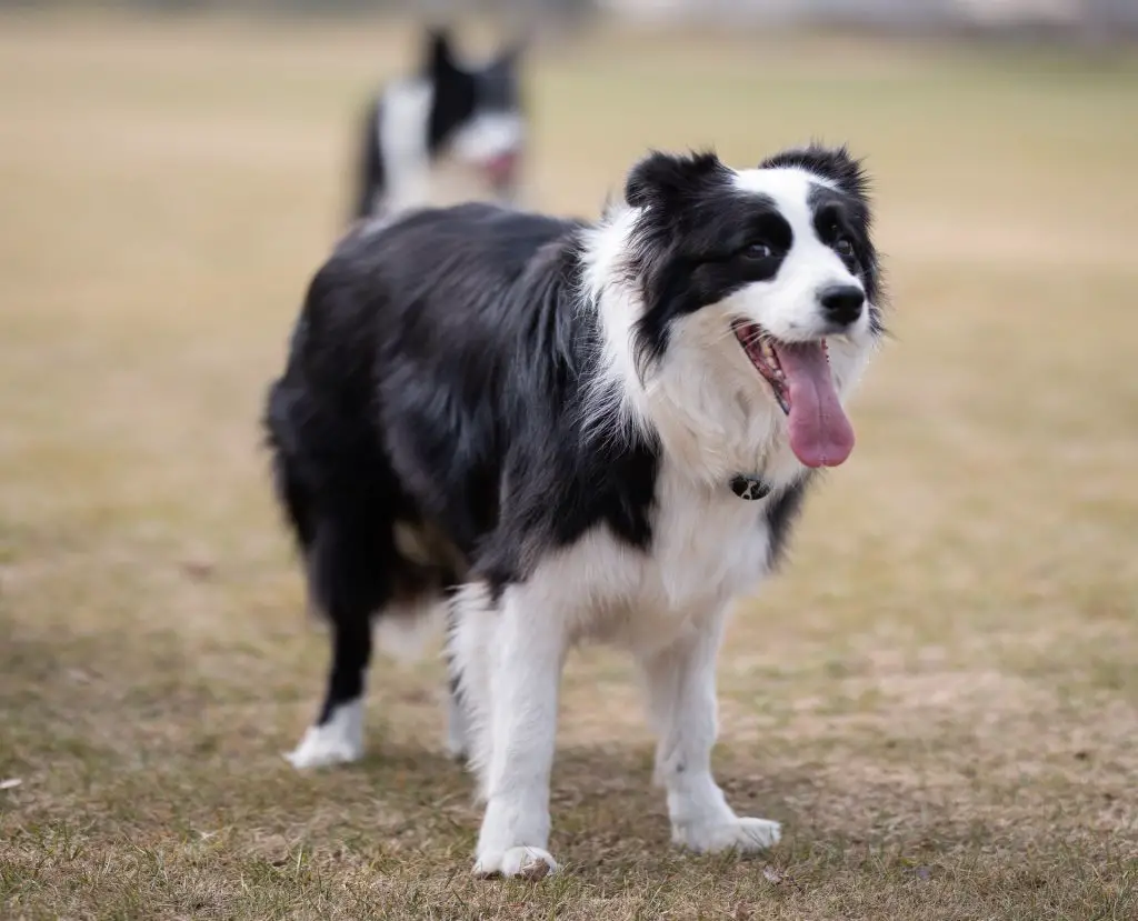 Border Collies as service dogs