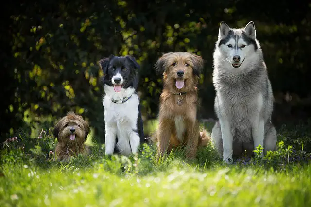 border collie breeders in illinois