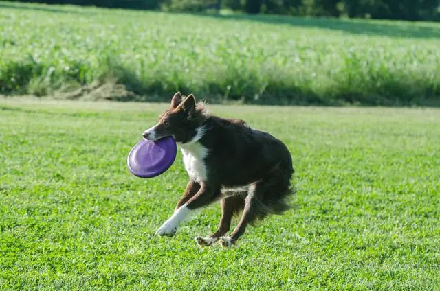 how to keep a border collie busy