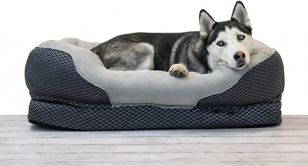 best dog bed for Border Collie