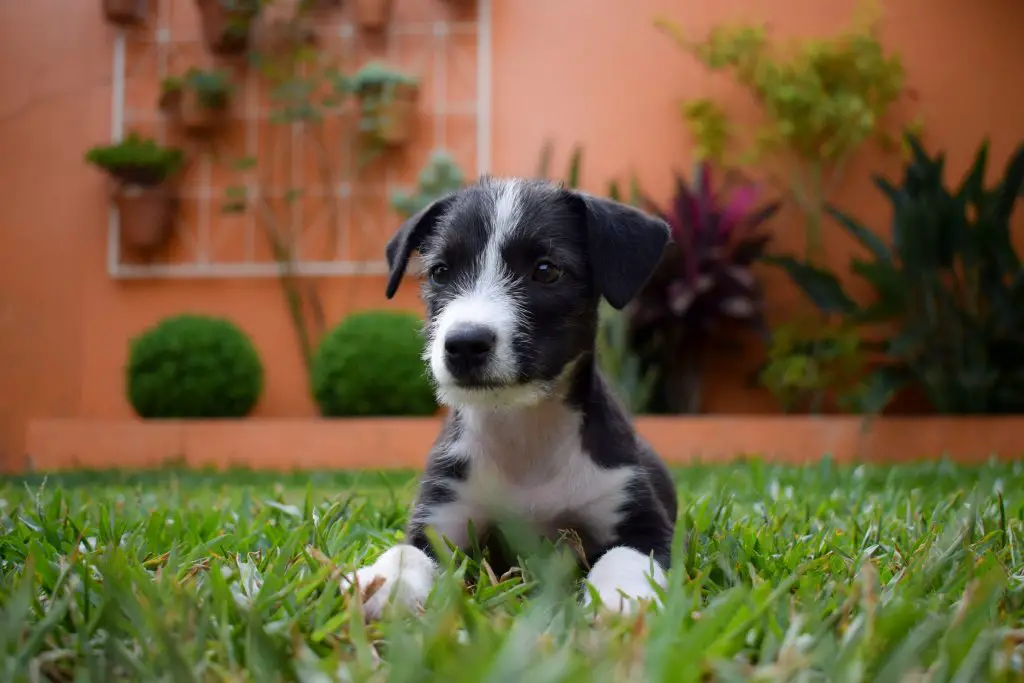 can you shave a border collie