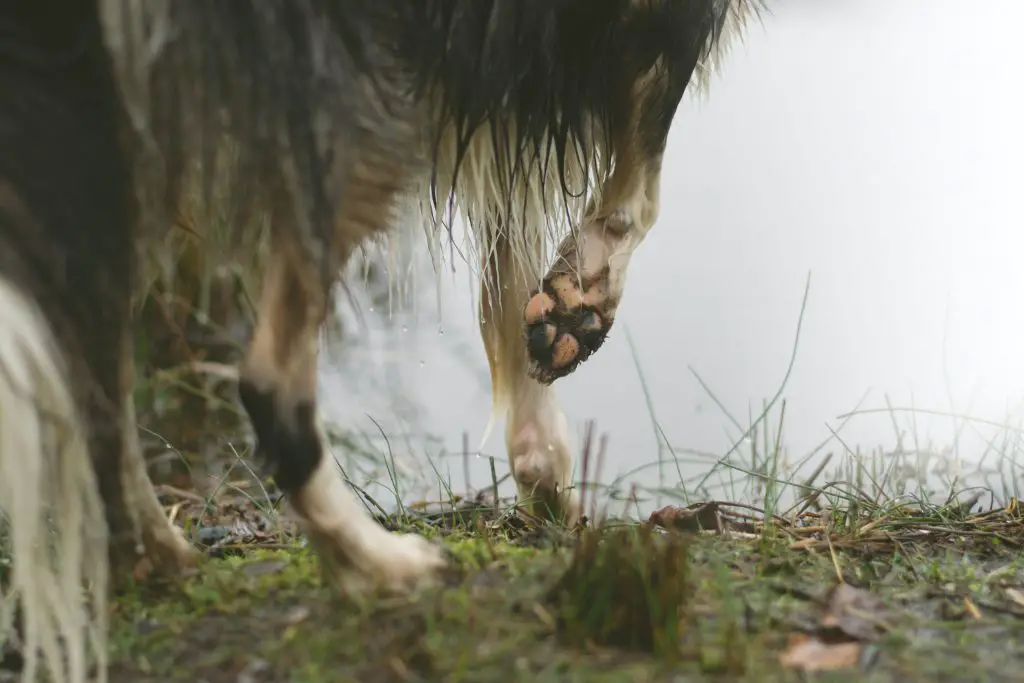 Do Border Collies Like to Swim