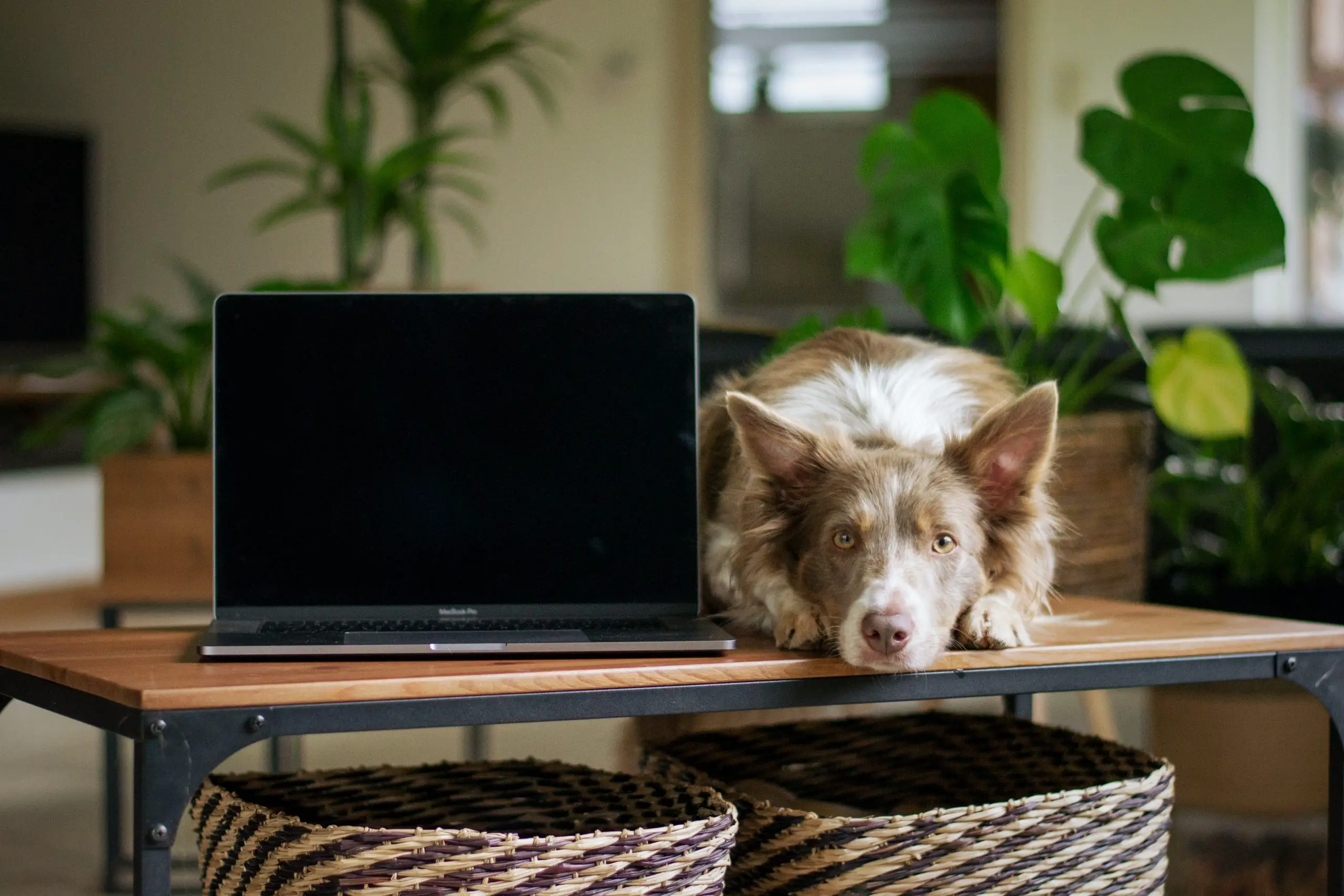 How To Keep A Border Collie Entertained While At Work