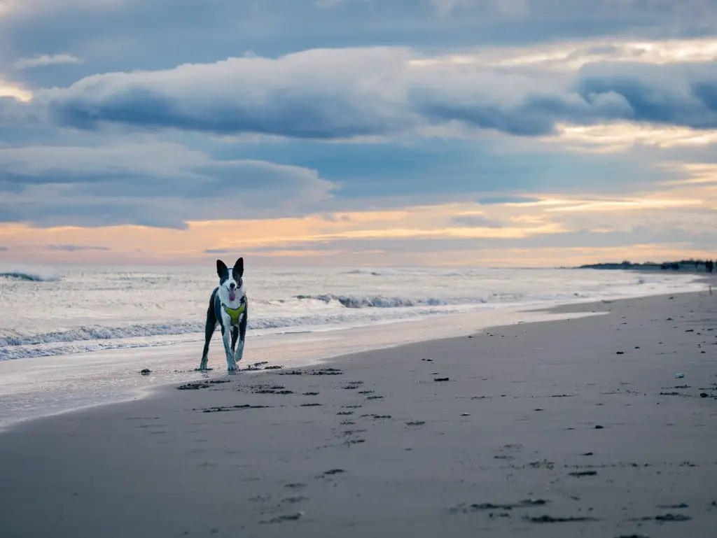 Do Border Collies Like to Swim