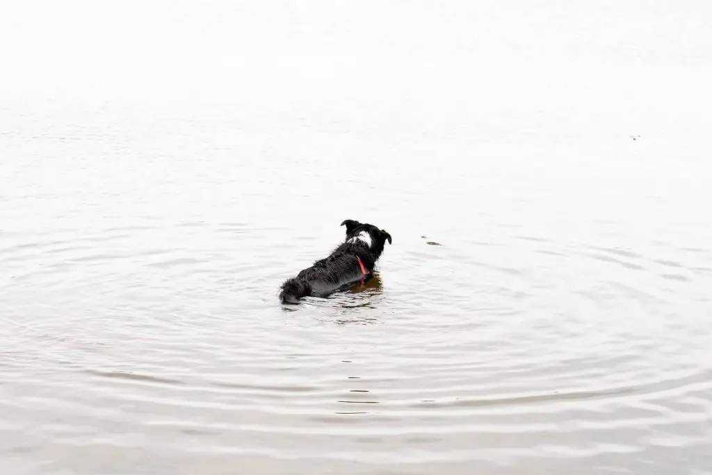 Do Border Collies Like to Swim