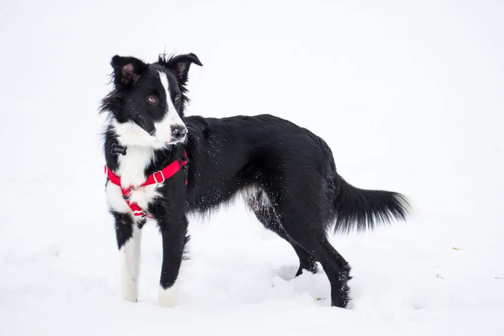 is a border collie a good family dog