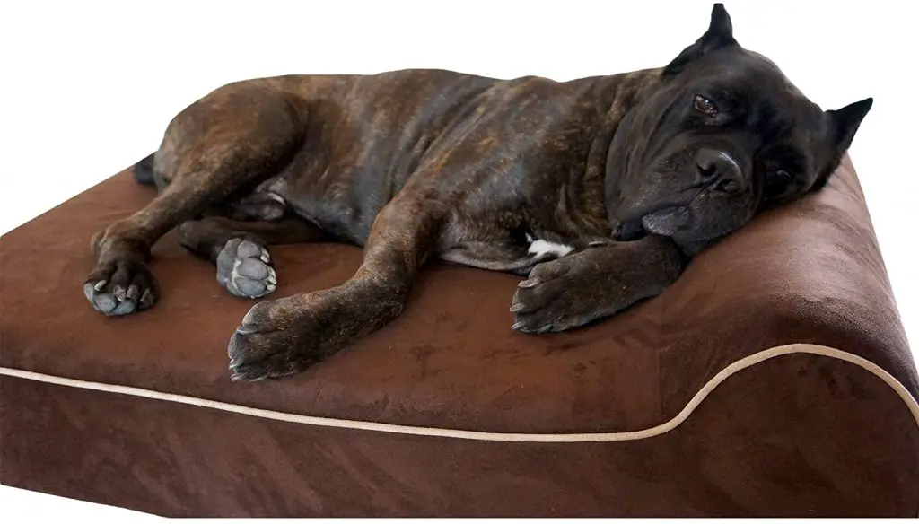 best dog bed for Border Collie