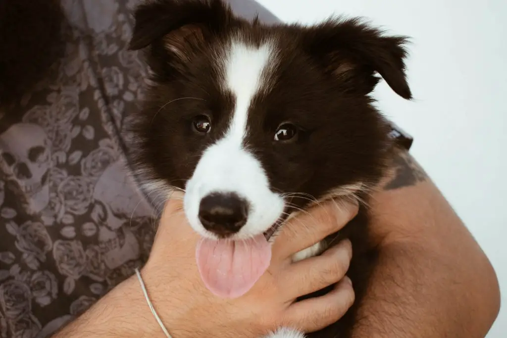 Is A Border Collie A Good Family Dog? Here’s The Answer!
