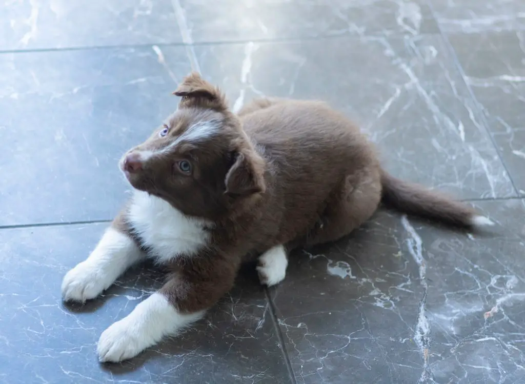 can you shave a border collie