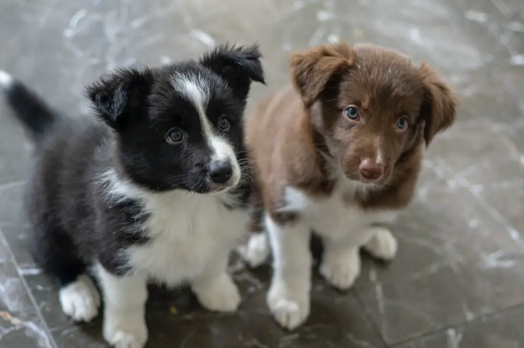 how many puppies do border collies have