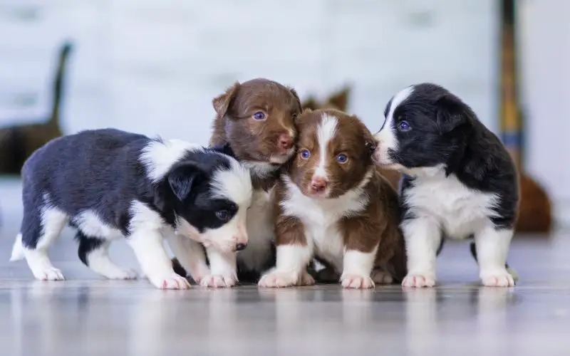 how many puppies do border collies have