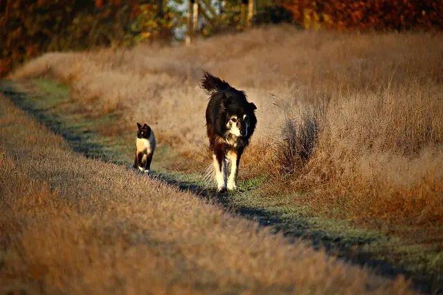 things to know before getting a border collie