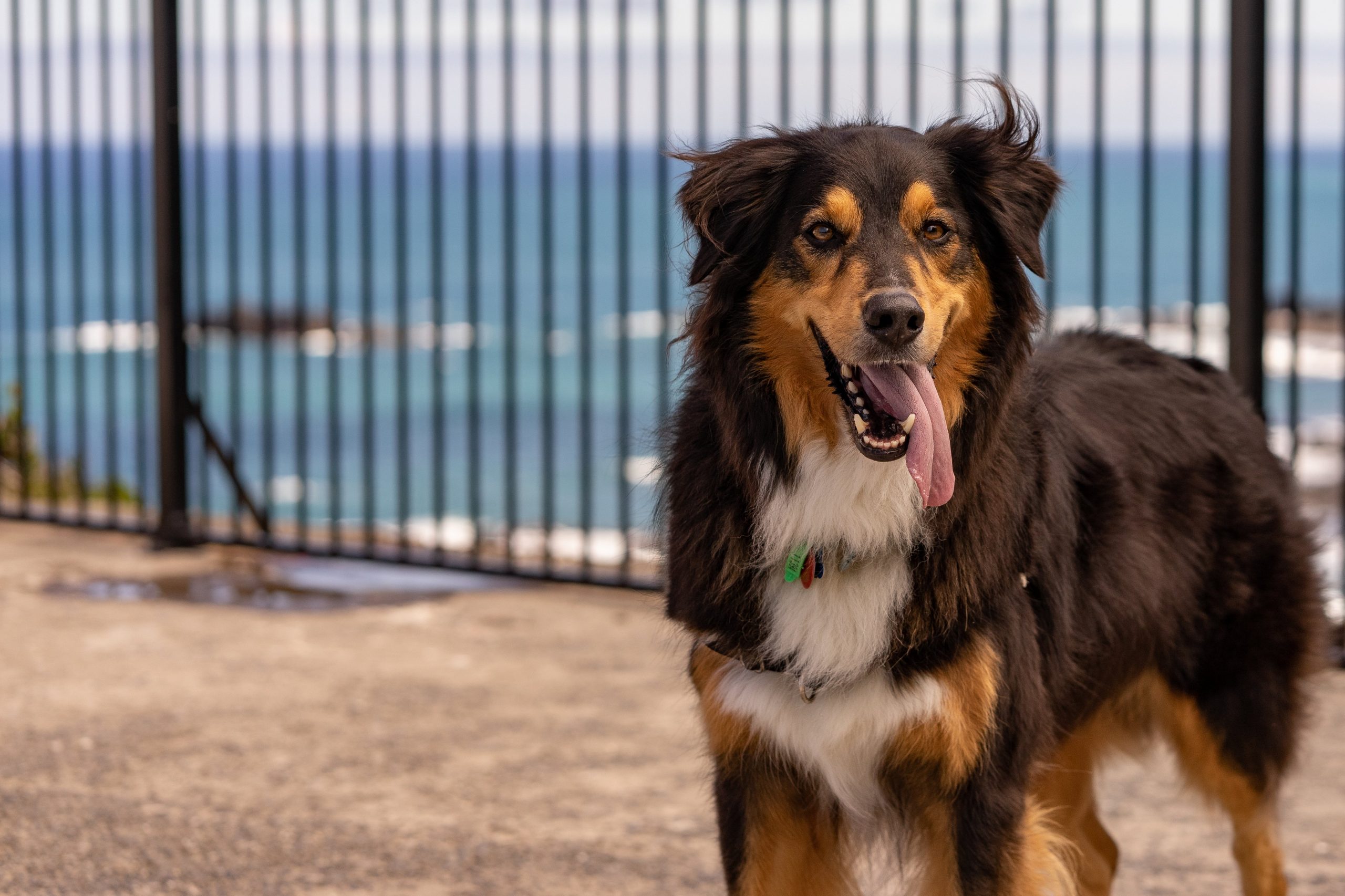 Border Collie Suddenly Aggressive — Here's Why! BorderCollieTalk