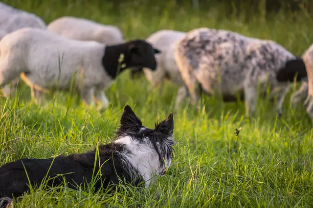 Why do border collies nip