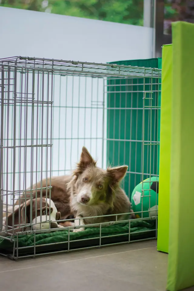 border collie crate size