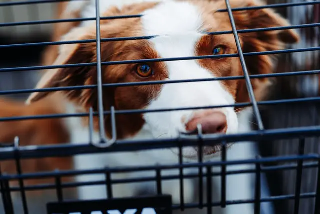 border collie crate size