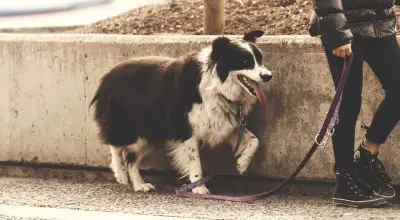 are Border Collies good apartment dogs