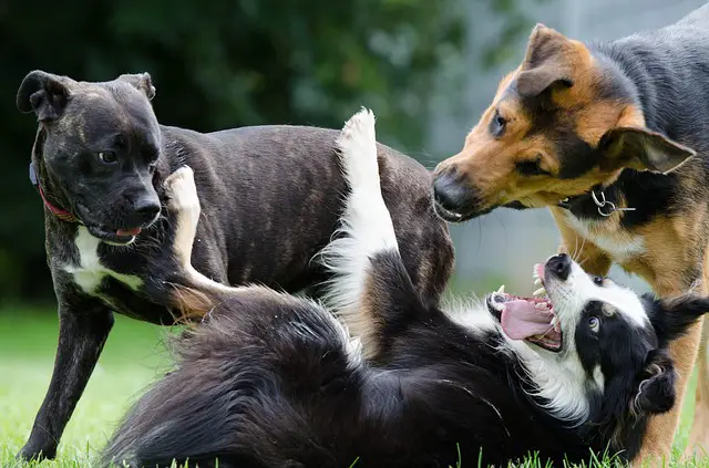 Why do border collies nip