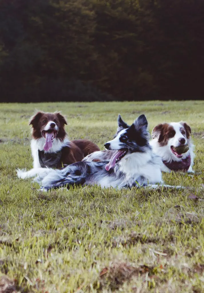 How Many Puppies Do Border Collies Have? — Family Addition ...