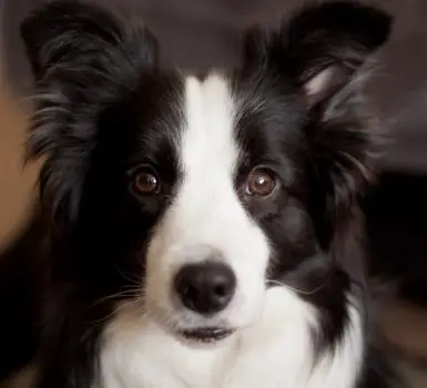 does a border collie shed