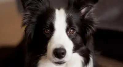 Border Collie as a watch dog