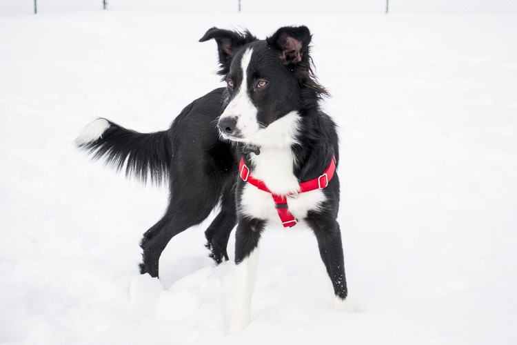 does a border collie shed