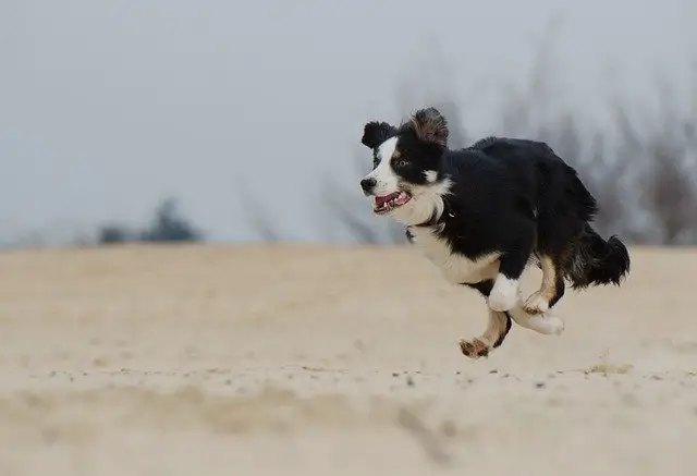 how fast can border collies run