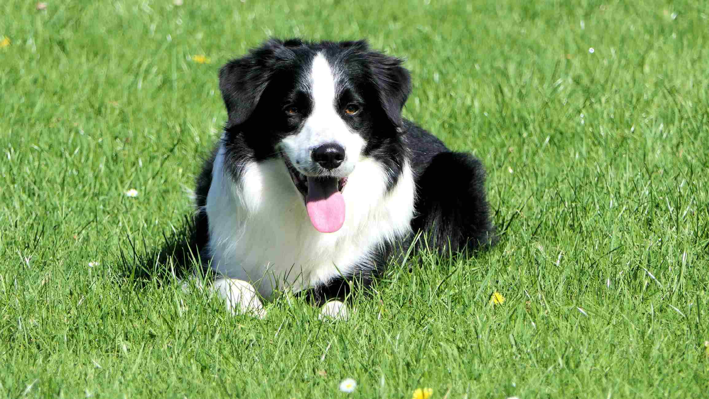 Adult border collie playing on the grass