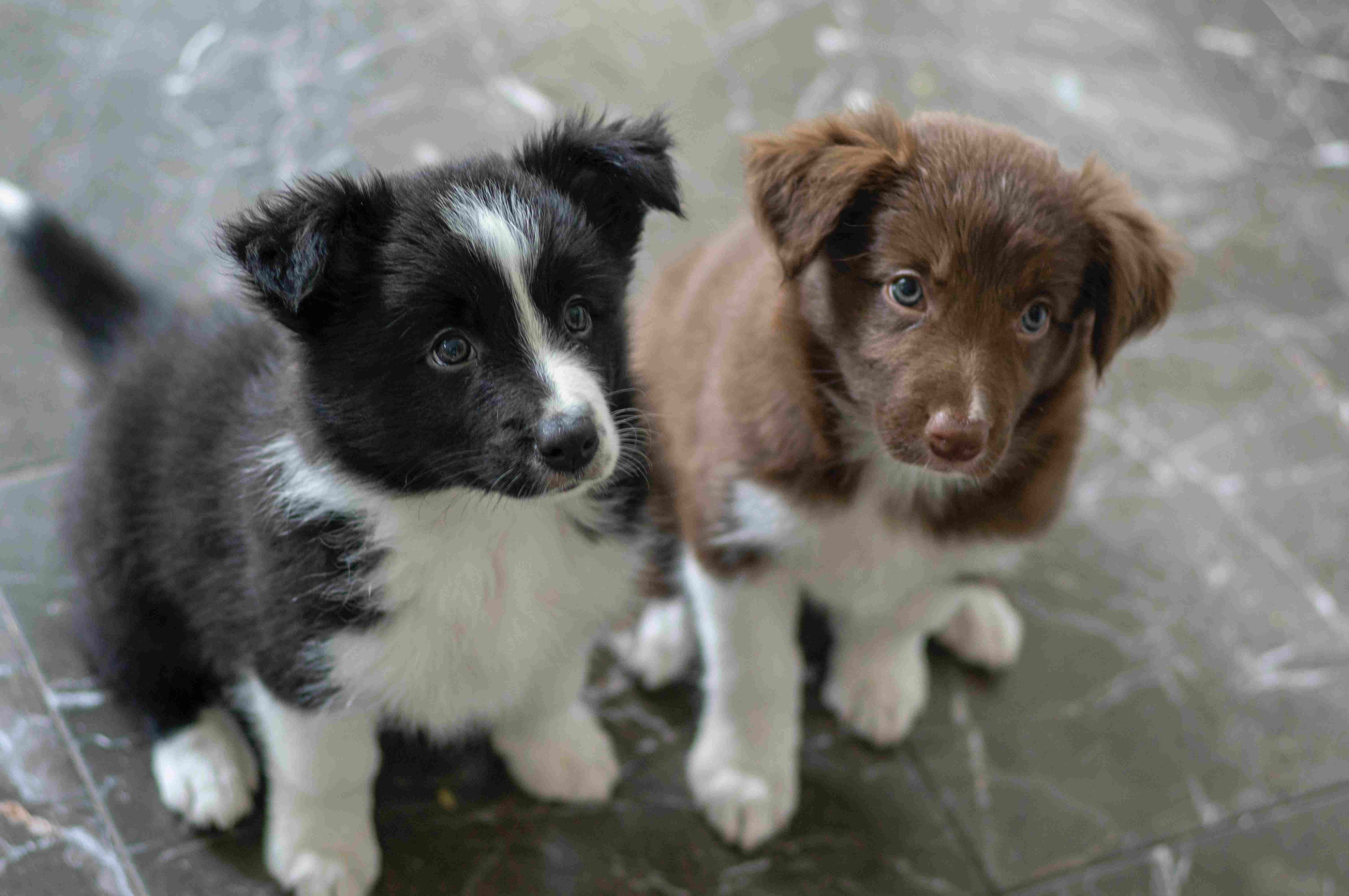 Two Border Collie Puppies